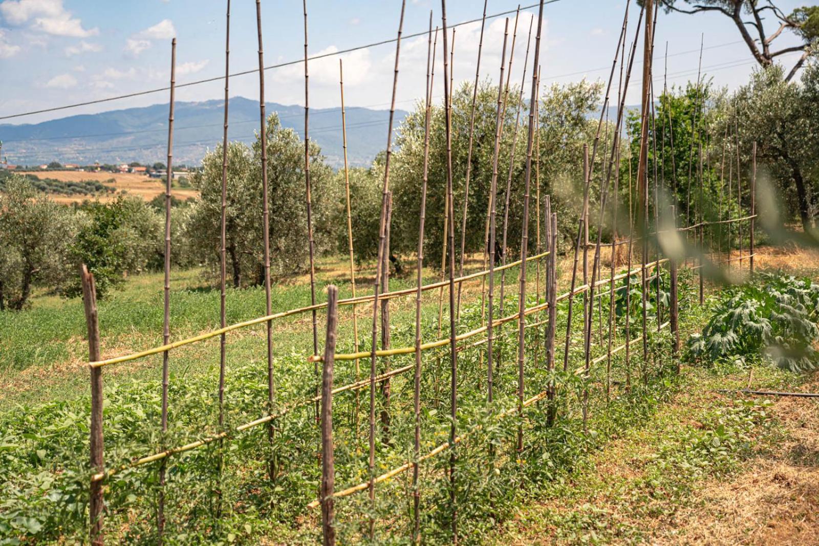 Il Querciolo - Azienda Biologica, Agriturismo E Cantina Marciano della Chiana Bagian luar foto