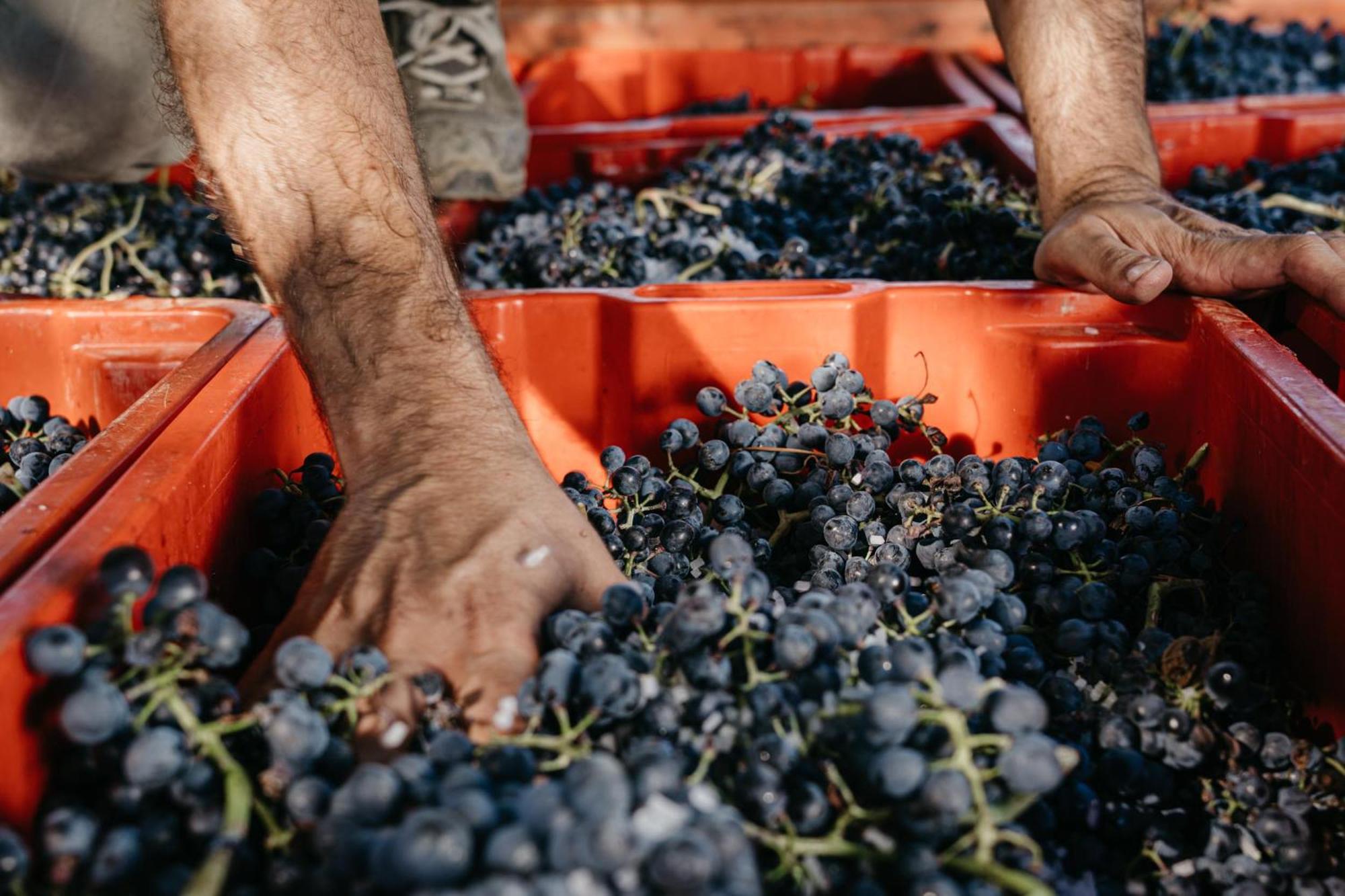 Il Querciolo - Azienda Biologica, Agriturismo E Cantina Marciano della Chiana Bagian luar foto