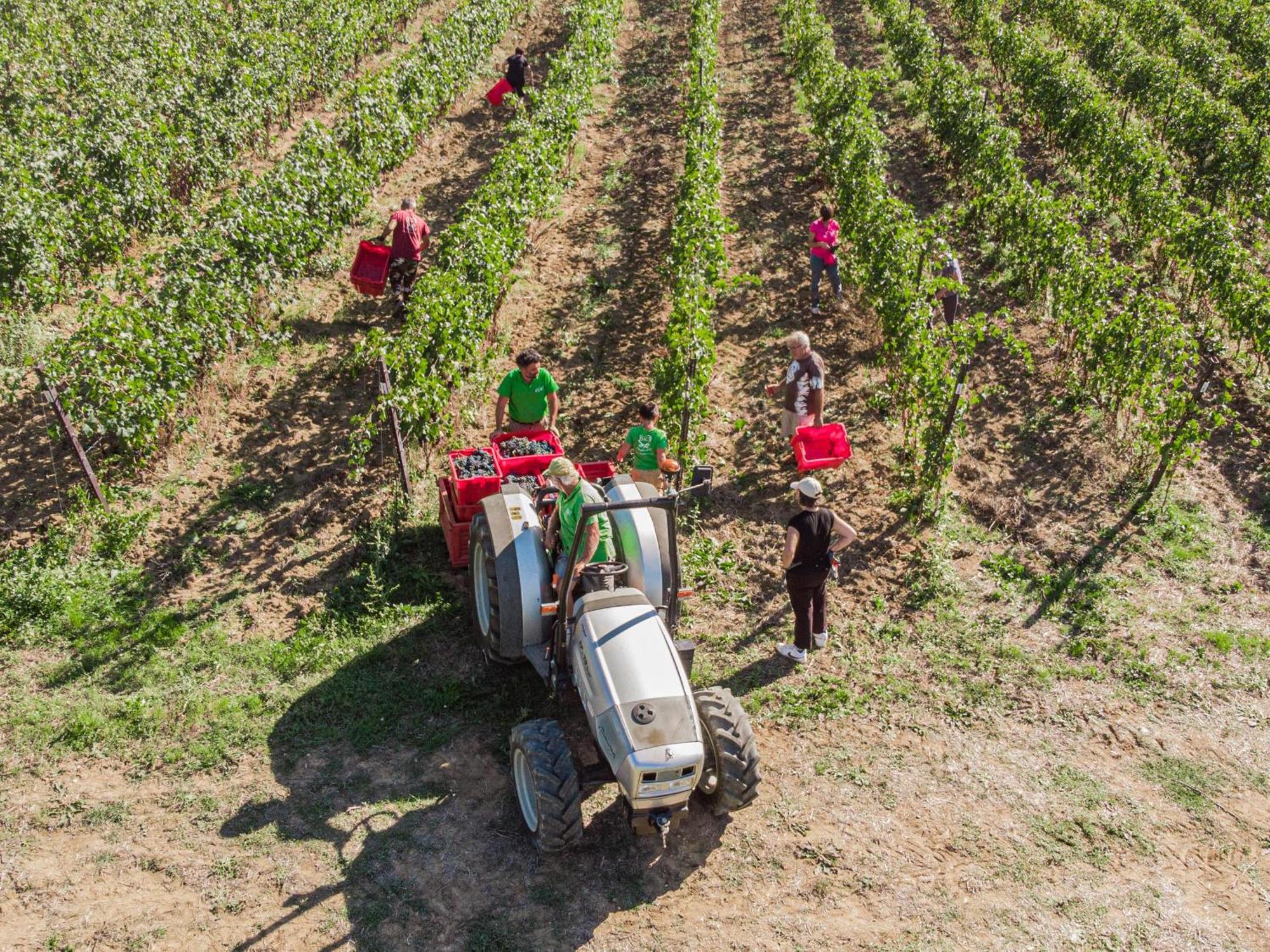 Il Querciolo - Azienda Biologica, Agriturismo E Cantina Marciano della Chiana Bagian luar foto
