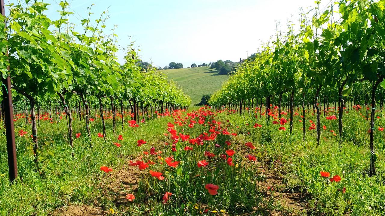 Il Querciolo - Azienda Biologica, Agriturismo E Cantina Marciano della Chiana Bagian luar foto